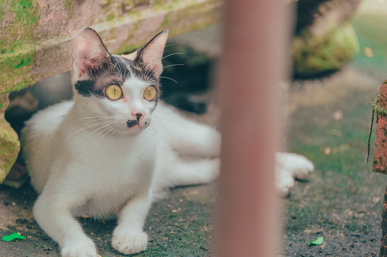 探索猫界新星，最新猫咪品种大盘点