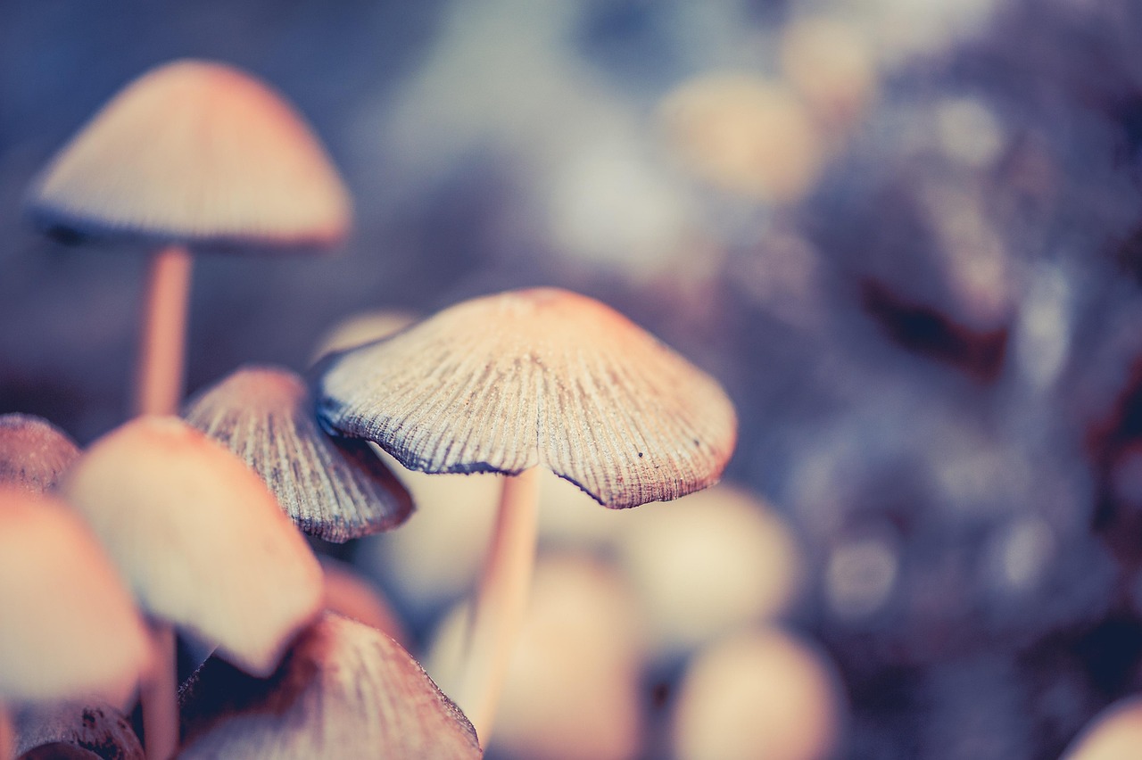 科洛弗最新动态，引领科技潮流的新里程碑进展播报